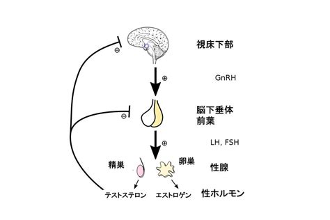 恋愛 テストステロン|ラブホルモン：愛の形とホルモンの働き